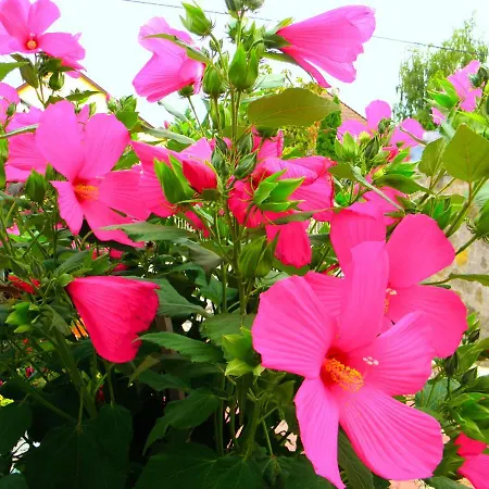 公寓式酒店 Kristaly 3*