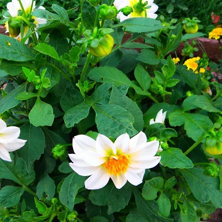 Kristaly 公寓式酒店 3*